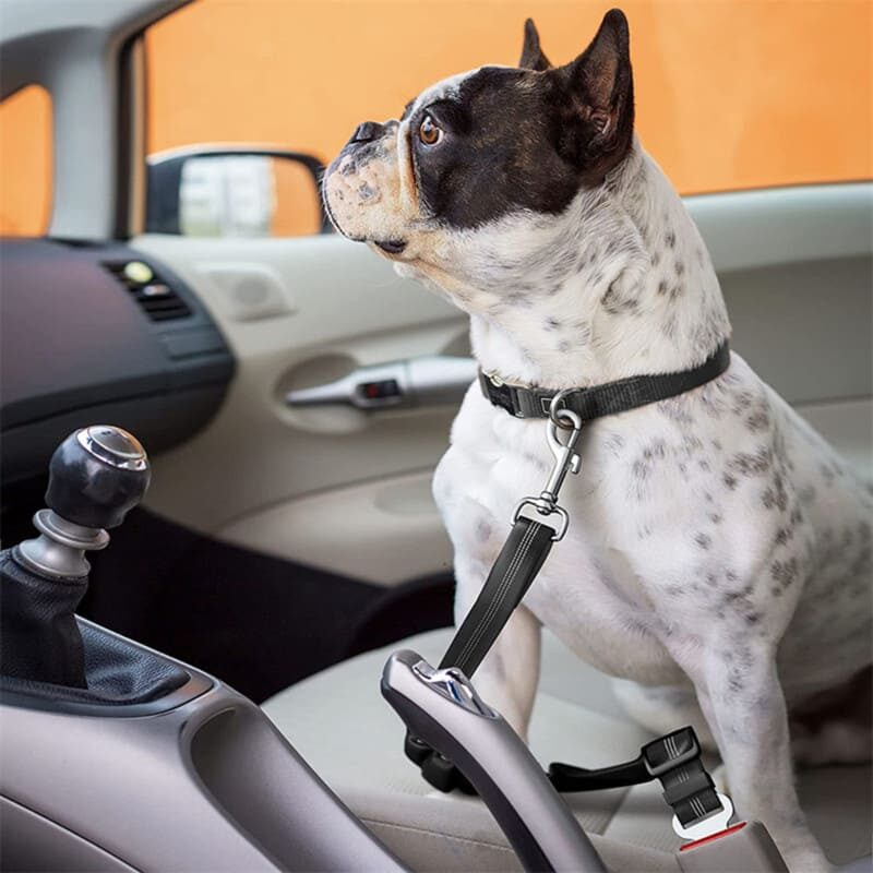 Sicherheitsgurte fuer Hunde im Auto Gurte Auf alle Hundegroessen perfekt einstellbar